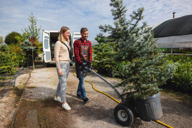 The Steps Involved in Our Tree Care Process in Spanish Fork, UT